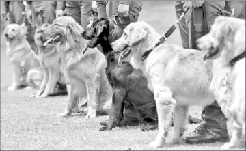  ??  ?? Members of the Colombian police hold their sniffer dogs during a training session.