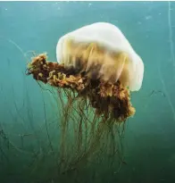  ??  ?? Pack ice melting in Franklin Strait, which is located between the Boothia Peninsula and Prince of Wales Island in Nunavut ( top). A lion’s mane jellyfish drifts in the currents along Nova Scotia’s Eastern Shore ( above).