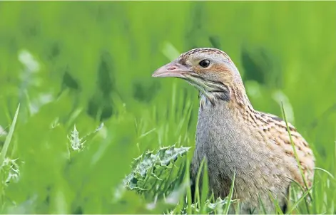  ??  ?? UNDER THREAT: The corncrake population on Skye is dwindling, despite efforts to preserve the shy visitors.