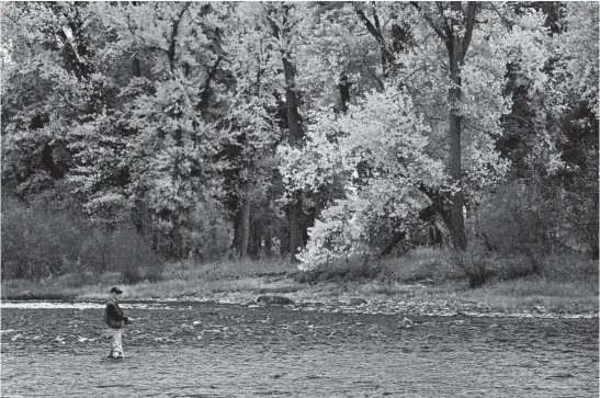  ?? ALEC UNDERWOOD ?? John N. Maclean fishes in the upper Blackfoot River, which flows through western Montana. Maclean, the son of Norman Maclean (“A River Runs Through It”) and a former correspond­ent for the Chicago Tribune in Washington, D.C., wrote the new book “Home Waters.”