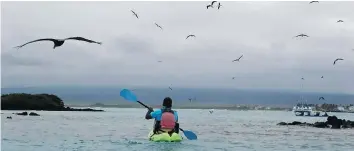  ??  ?? You can get up close to blue-footed boobies in a sea kayak off Isabela Island.