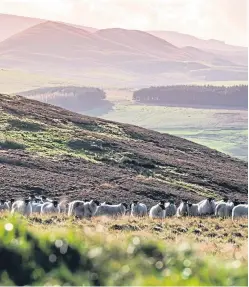  ??  ?? Scotland is on track to meet 2020 biodiversi­ty targets with improvemen­ts to peatlands, rivers and woodlands.