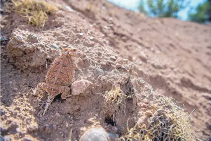  ?? EDDIE MOORE/JOURNAL ?? A horned lizard climbs an eroding arroyo bank near the site of housing developmen­t planned near downtown Santa Fe off Artist and Hyde Park roads. Neighbors fear the project will increase erosion and flooding.