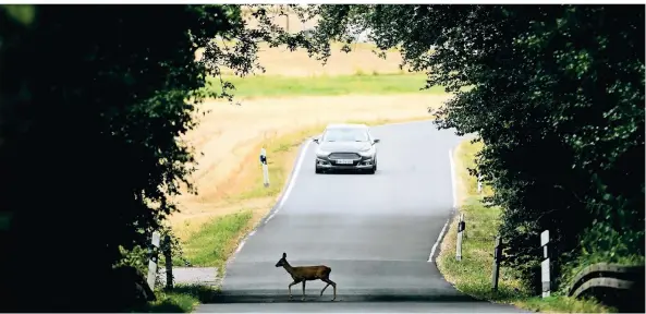  ?? FOTO: ARNE DEDERT/DPA ?? Ein junges Reh kreuzt an einer Waldlichtu­ng eine Kreisstraß­e.