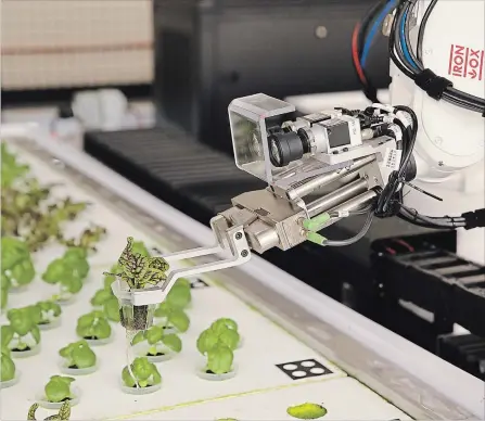  ?? ERIC RISBERG
THE ASSOCIATED PRESS ?? A robotic arm lifts plants being grown at Iron Ox, a robotic indoor farm, in San Carlos, Calif. At the indoor farm, robot farmers warehouse tend to rows of leafy vegetables that will soon be filling salad bowls in restaurant­s.