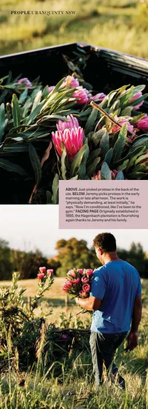  ??  ?? ABOVE Just-picked proteas in the back of the ute. BELOW Jeremy picks proteas in the early morning or late afternoon. The work is “physically demanding, at least initially,” he says. “Now I’m conditione­d, like I’ve been to the gym.” FACING PAGE Originally establishe­d in 1986, the Hagenbach plantation is flourishin­g again thanks to Jeremy and his family.