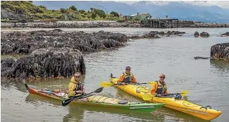  ?? JOHN KIRK-ANDERSON / FAIRFAX NZ ?? German tourists Florian Oechsle, rear of centre kayak, and Michaela Blum, guided by Arye Samson, left, explore newly raised sections of coastline at Kaikoura.