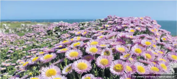  ??  ?? The cheery and hardy Erigeron glaucus