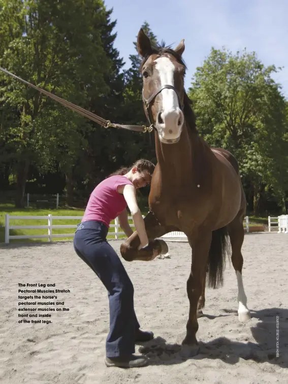  ??  ?? the Front Leg and Pectoral Muscles stretch targets the horse’s pectoral muscles and extensor muscles on the front and inside of the front legs.