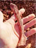  ?? ?? A scientist holds a part of a dinosaur fossil which was discovered in Sao Joao do