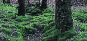  ?? Picture: WIKIPEDIA ?? TOOL: Moss can act as a ‘bioindicat­or’ to show how polluted a city is.