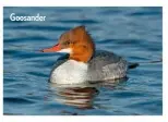  ??  ?? Goosander