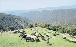  ?? XPN / DIPUTACIÓ DE BARCELONA ?? Un ramat d’ovelles i cabres a les pastures del Montseny