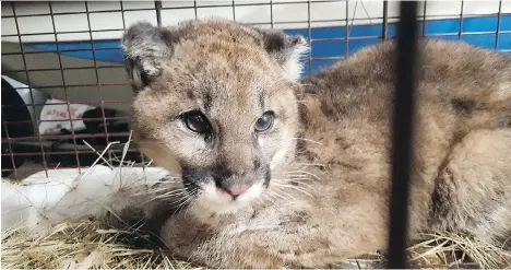  ?? RON LEBLANC/THE CANADIAN PRESS ?? A young orphaned cougar is recovering from frostbite and hunger in Williams Lake after conservati­on officers enticed him into a trap with sardines and lamb. Officers believe his mom was killed by a car days before he was found on a deck under lawn...