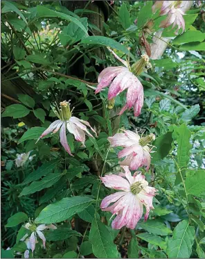  ??  ?? Clematis montana “Marjorie” should be pruned like other members of Group 1.