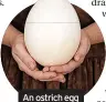  ?? ?? An ostrich egg