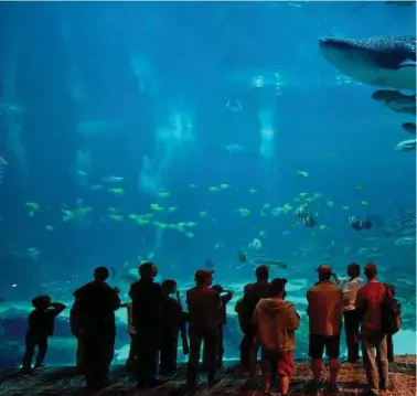  ??  ?? A crowd of people watches the whale sharks at the viewing theater of the Ocean Voyager exhibit at the Georgia Aquarium.