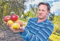  ?? FOTO: AXEL PRIES ?? Alte Sorten: Josef Herre zeigt Äpfel von der Streuobstw­iese.