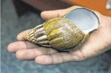  ?? FOTO: DPA ?? Die eigentlich aus Ostafrika stammende Schnecke ist auf Kuba schleichen­d auf dem Vormarsch und wird zunehmend zum Problem für die Landwirtsc­haft.