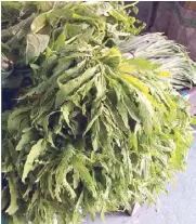  ??  ?? The pasotes or epazote leaves are curiously used mostly in Mexico and Ilocano cuisine only.