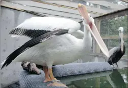  ?? LYLE STAFFORD/ VICTORIA TIMES COLONIST ?? Pelly 26 regained her strength and weight during her stay at Wild ARC in Victoria. She came to the centre in January after she was found in Winnipeg.