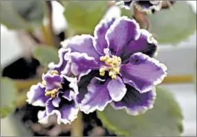  ?? MARY SCHROEDER/ DETROIT FREE PRESS ?? African violets, one of America’s most popular houseplant­s, don’t like to be cold but also get stressed when it’s too warm.