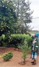  ?? ?? FRUITS TO SHARE: Residents have given up as the primates eat fruits in their compounds