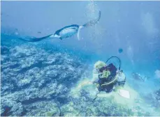  ??  ?? Antonia Werz aus Mengen hat „Manta Point“auf den Malediven geschossen. Mantas lassen sich dort von den Putzerfisc­hen reinigen.