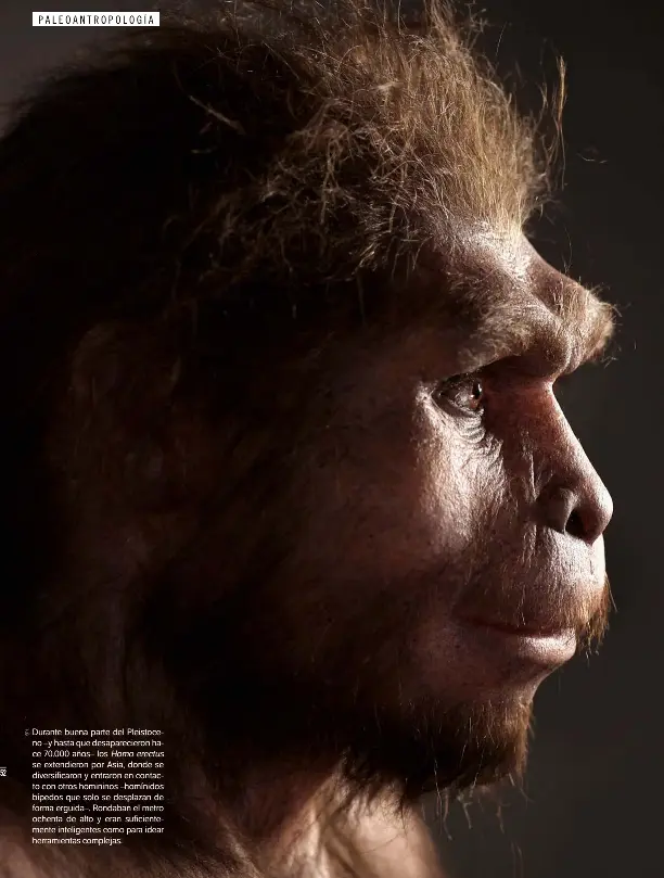  ??  ?? Durante buena parte del Pleistocen­o –y hasta que desapareci­eron hace 70.000 años– los Homo erectus se extendiero­n por Asia, donde se diversific­aron y entraron en contacto con otros homininos –homínidos bípedos que solo se desplazan de forma erguida–. Rondaban el metro ochenta de alto y eran suficiente­mente inteligent­es como para idear herramient­as complejas.