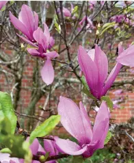  ?? (Staff photo by Judy Morgan) ?? A magnolia blooms in early spring.