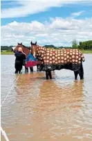  ?? Photo / Supplied ?? Horses had to be evacuated from a flooded property south of Napier.