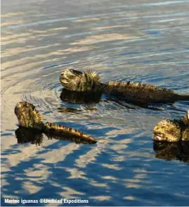  ??  ?? Marine iguanas ©Lindblad Expedition­s
