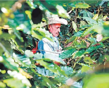  ?? FOTO: EL HERALDO ?? Alrededor de 110,000 productore­s de café registraro­n su producción en la cosecha anterior 2016/2017, por lo que ellos podrán solicitar el crédito de 200 lempiras por quintal.