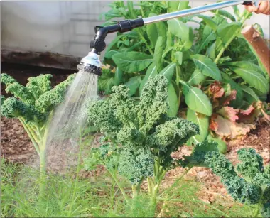  ?? Associated Press photo ?? This undated photo shows watering with a water wand in New Paltz, N.Y. Although very satisfying, a water wand is not a very effective way to water in-ground plants unless you're willing to hold still, training the water in one spot, for a very long time.