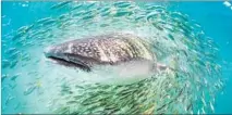  ??  ?? HEY, LOOK WHAT WE SPOTTED: A whale shark is surrounded by school of bait fish near Isla Holbox, Yucatan, Mexico.