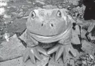  ??  ?? This bullfrog statue stands in the courtyard of Grizzell Middle School in Dublin.