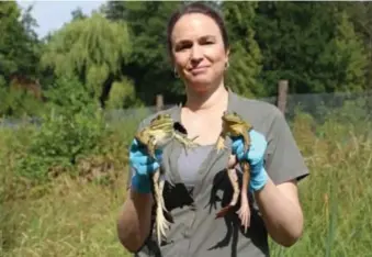  ?? FOTO AF ?? Sarah Descamps van PXL Bio-Research met twee volwassen stierkikke­rs, een invasieve exoot die de natuur veel schade toebrengt.