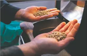  ??  ?? Johnson holds two of the coffee bean types that he roasts, Tanzania peaberry (left) and Congo regular prep.