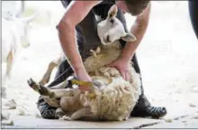  ?? PHOTO PROVIDED ?? A sheep is sheared.