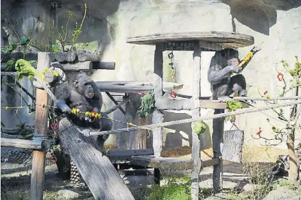  ?? ?? Chimpancés, cautivos en el Ecoparque porteño hasta 2022, cuando fueron trasladado­s a un santuario británico.
Por sus semejanzas genéticas con los humanos, han sido empleados para tests biológicos durante décadas.
