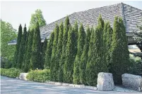  ?? .MARKCULLEN.COM ?? These nursery-cultivated cedars, grown here in Ontario, are thriving and do not require winter protection.