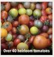 ??  ?? Over 40 heirloom tomatoes