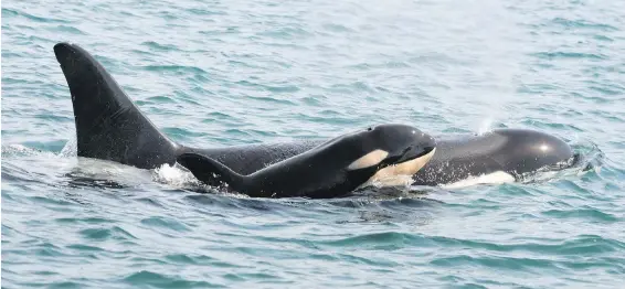  ?? CENTER FOR WHALE RESEARCH ?? A new orca whale calf was seen with L-pod on Monday. The new calf, named L122, was spotted by members of the Center for Whale Research. The baby orca was swimming with her mother, L91, a 20-year-old orca.