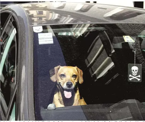  ??  ?? Im Auto eingesperr­ten Hunden droht der Hitzschlag, ihre Besitzer erwarten massive Geldstrafe­n (gestelltes Foto: Mischling Murphy geht’s gut)