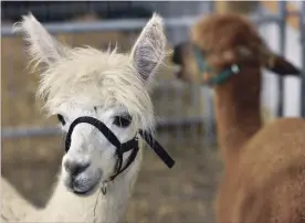  ?? HAMILTON SPECTATOR FILE PHOTO ?? The Alpaca Ontario Spring Show is Saturday and Sunday at the West Niagara Fairgounds.