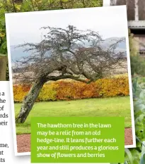  ??  ?? The hawthorn tree in the lawn may be a relic from an old hedge-line. It leans further each year and still produces a glorious show of flowers and berries