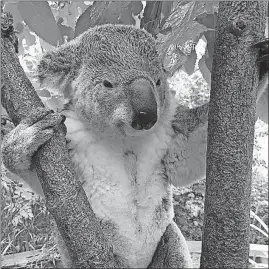  ?? [COLUMBUS ZOO AND AQUARIUM] ?? Barnaby the koala came to Columbus from the Riverbanks Zoo and Garden in Columbia, South Carolina, in 2015.