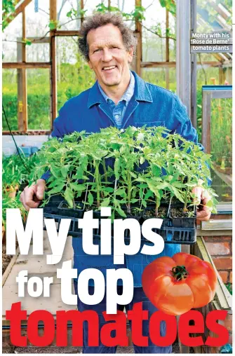  ??  ?? Monty with his ‘Rose de Berne’ tomato plants