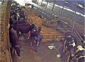  ?? Pics: Animal Justice Project ?? A Bath organic farm that produces award-winning cheeses has dismissed a worker over cruelty allegation­s.