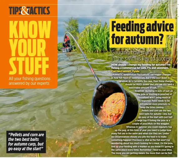  ??  ?? “Pellets and corn are the two best baits for autumn carp, but go easy at the start”